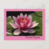 Vakantiekaarten met mooie lotus erop. briefkaart (Voorkant)