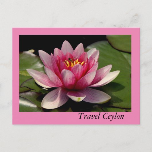 Vakantiekaarten met mooie lotus erop. briefkaart (Voorkant)