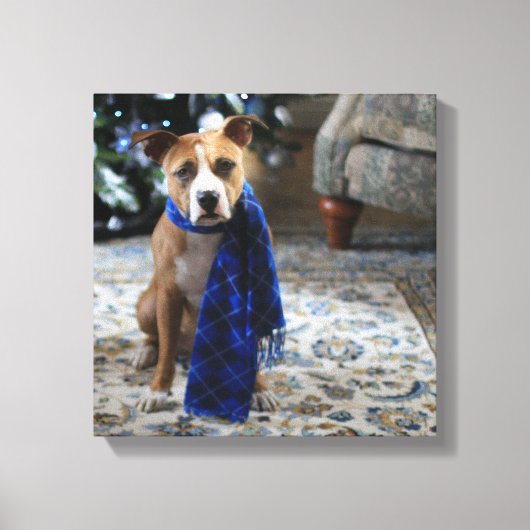 Vakantiekop van Pit Bull Rescue Dog Canvas Afdruk (Voorkant)