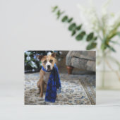 Vakantiekop van Pit Bull Rescue Dog Feestdagenkaart (Staand voorkant)