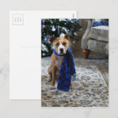 Vakantiekop van Pit Bull Rescue Dog Feestdagenkaart (Voorkant / Achterkant)