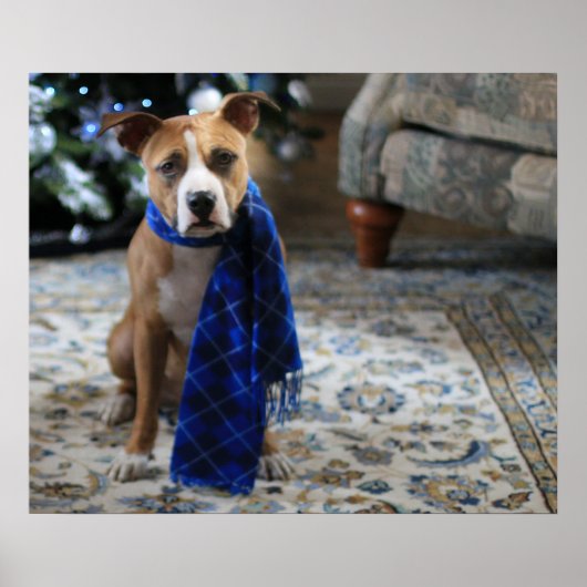 Vakantiekop van Pit Bull Rescue Dog Poster (Voorkant)