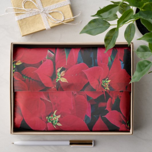 Vakantieweefsel Papier-Rode Poinsettias Tissuepapier (Geschenk)