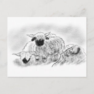 Valais Blerkse Sheep Illustration Briefkaart