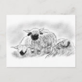 Valais Blerkse Sheep Illustration Briefkaart (Voorkant)