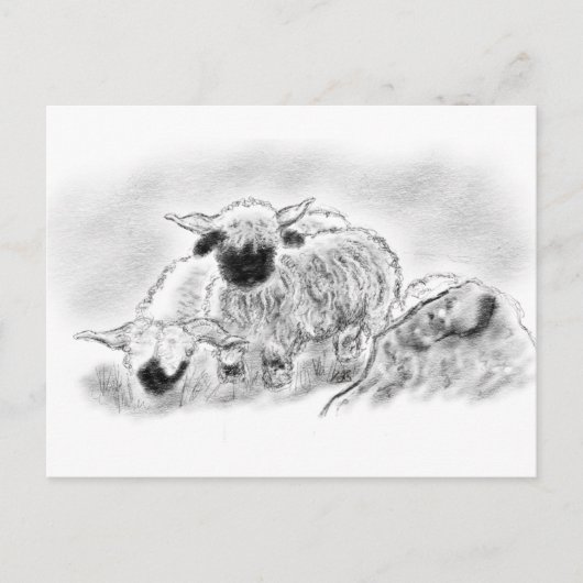 Valais Blerkse Sheep Illustration Briefkaart (Voorkant)