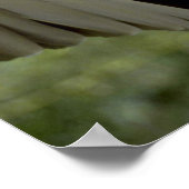 Vale kaak van Turkije, met grote vleugels Poster (Hoek)