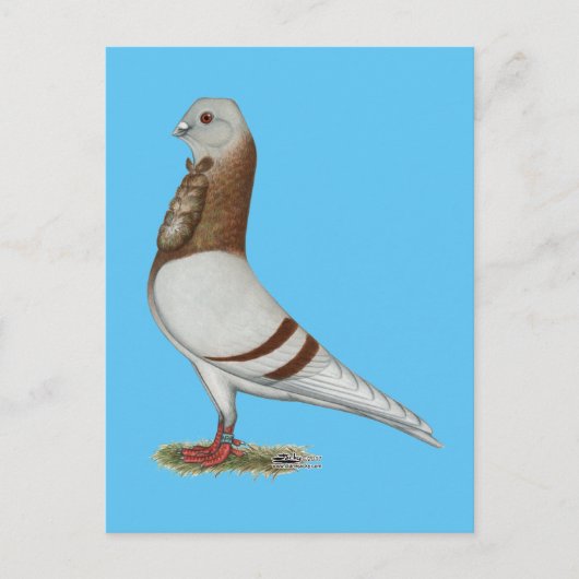 Valencia Figurita Pigeon Briefkaart (Voorkant)