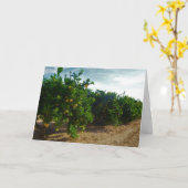 Valencia Oranje Grove Kaart (Gele Bloem)