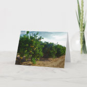 Valencia Oranje Grove Kaart (Voorkant)