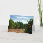 Valencia Oranje Grove Kaart (Voorkant)