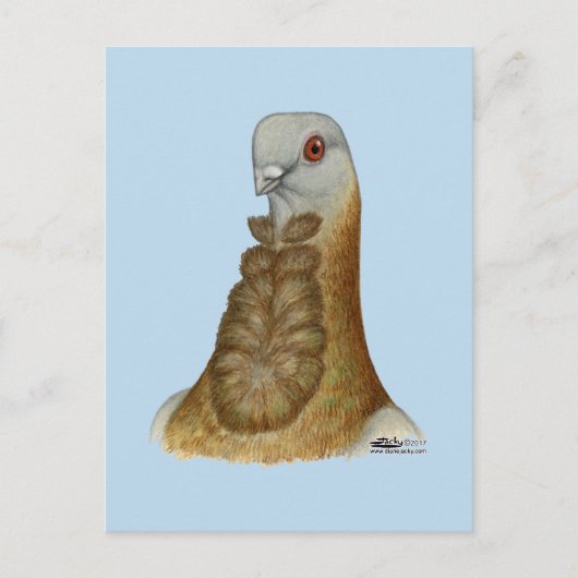 Valenciaans Figurita Pigeon Portrait Briefkaart (Voorkant)