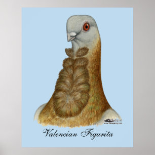 Valenciaans Figurita Pigeon Portrait Poster