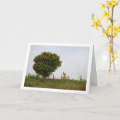 Valenciaans Mandarin Tree Landschap Kaart (Gele Bloem)