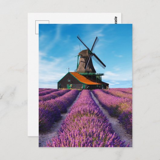 Valensole Lavender Fields Provence Frankrijk Briefkaart (Voorkant / Achterkant)