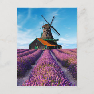Valensole Lavender Fields Provence Frankrijk Briefkaart