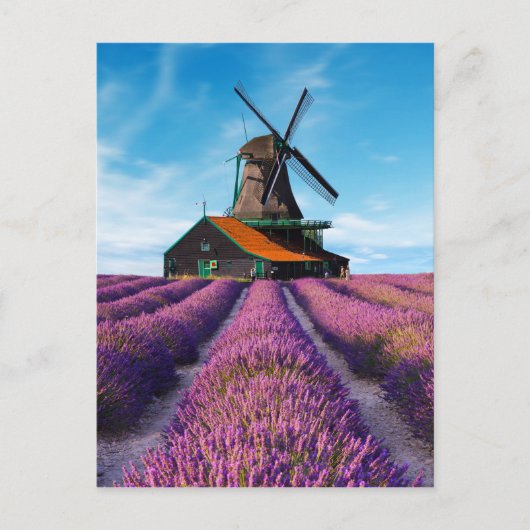 Valensole Lavender Fields Provence Frankrijk Briefkaart (Voorkant)