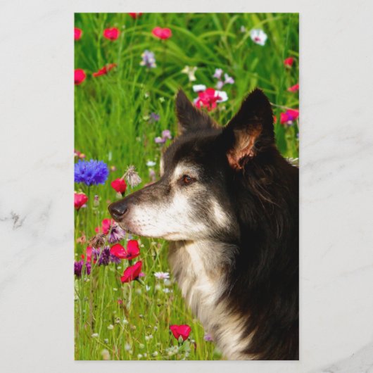 Valentijn Border Collie met mooie bloemetjes Briefpapier (Voorkant)