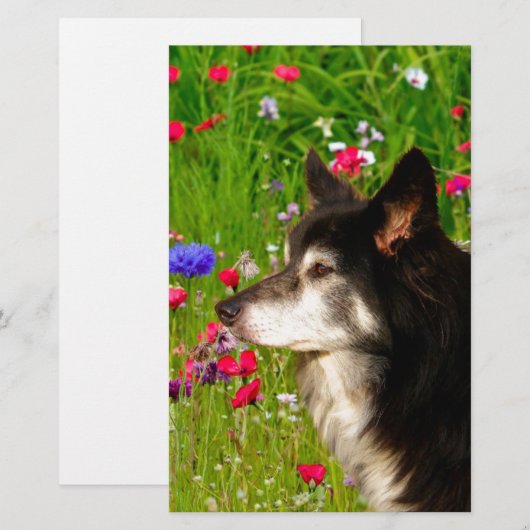 Valentijn Border Collie met mooie bloemetjes Briefpapier (Voorkant / Achterkant)