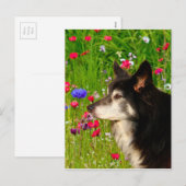 Valentijn Border Collie met mooie bloemetjes Feestdagenkaart (Voorkant / Achterkant)