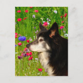 Valentijn Border Collie met mooie bloemetjes Feestdagenkaart (Voorkant)