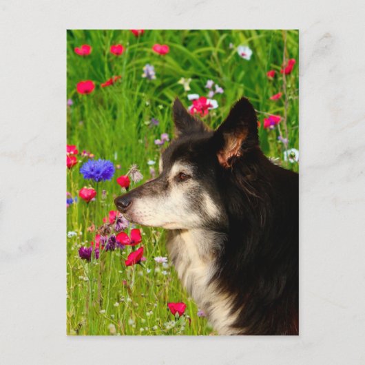 Valentijn Border Collie met mooie bloemetjes Feestdagenkaart (Voorkant)