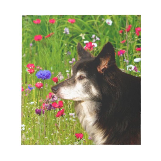 Valentijn Border Collie met mooie bloemetjes Notitieblok (Voorkant)