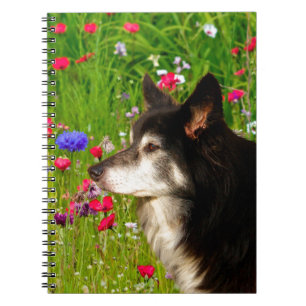 Valentijn Border Collie met mooie bloemetjes Notitieboek