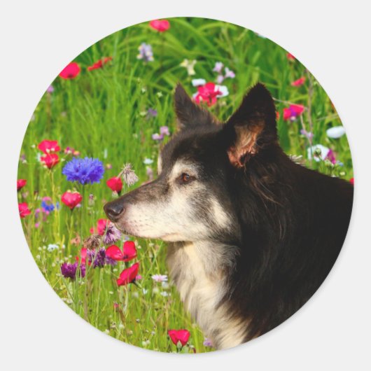 Valentijn Border Collie met mooie bloemetjes Ronde Sticker (Voorkant)