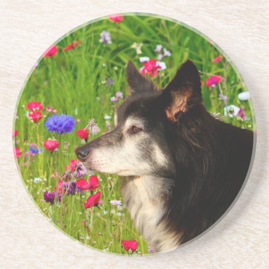 Valentijn Border Collie met mooie bloemetjes Zandsteen Onderzetter (Voorkant)