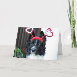 Valentijn Border Collie Wenskaart Feestdagen Kaart