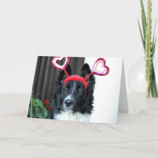 Valentijn Border Collie Wenskaart Feestdagen Kaart
