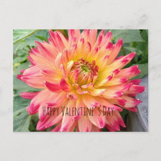 Valentijn briefkaart met roze en gele mahlia (Voorkant)