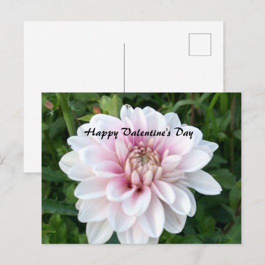 Valentijn briefkaart met witte en roze dahlia (Voorkant / Achterkant)
