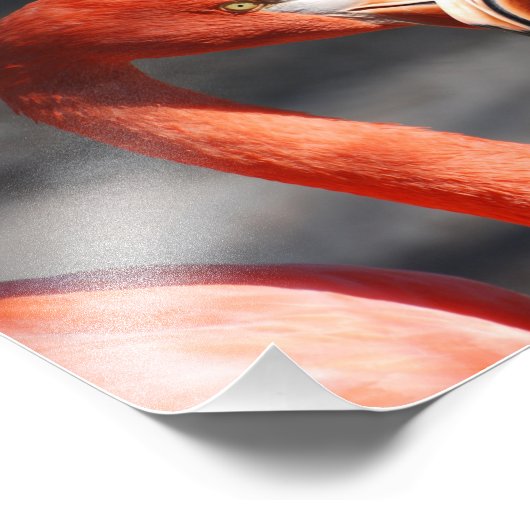 Valentijn Flamingo Foto Afdruk (Hoek)