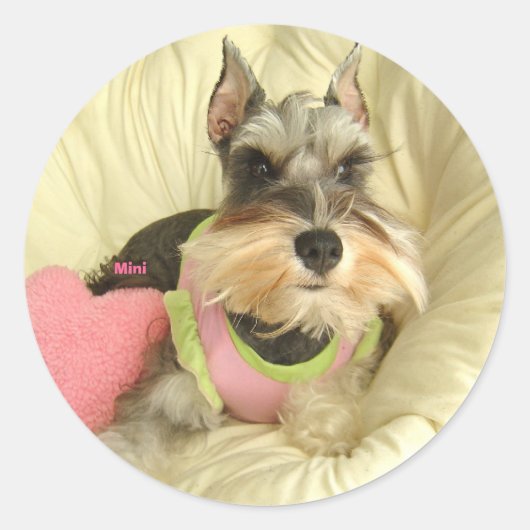 Valentijn Miniatuur Schnauzer Ronde Sticker (Voorkant)