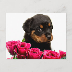 Valentijn nam Puppy Rottweiler toe Feestdagenkaart