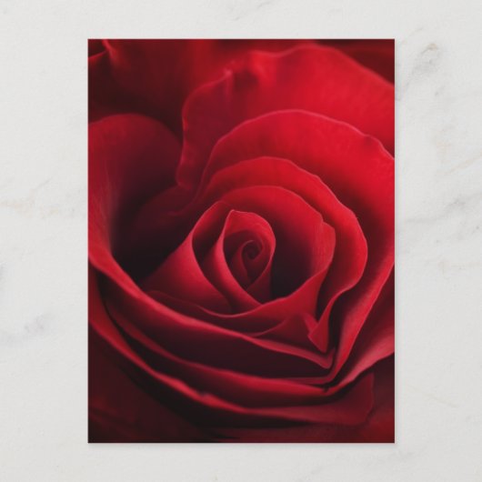 Valentijn Red Rose Feestdagenkaart (Voorkant)