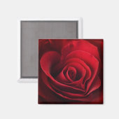 Valentijn Red Rose Magneet (Voorkant / Achterkant)