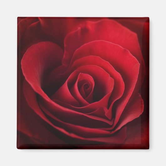 Valentijn Red Rose Magneet (Voorkant)