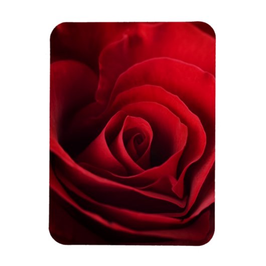 Valentijn Red Rose Magneet (Verticaal)
