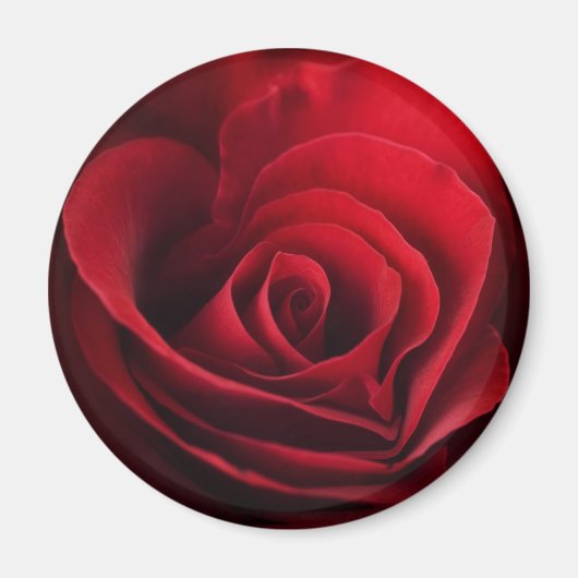 Valentijn Red Rose Magneet (Voorkant)
