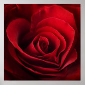 Valentijn Red Rose Poster (Voorkant)