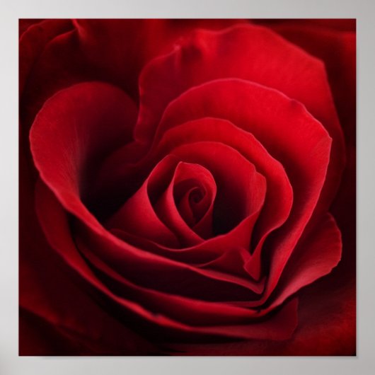 Valentijn Red Rose Poster (Voorkant)