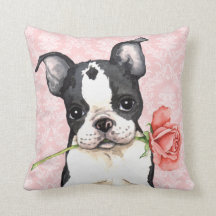 Valentijn Roos Boston Terrier