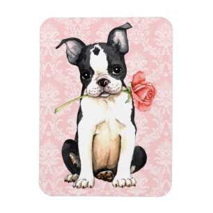 Valentijn Roos Boston Terrier Magneet