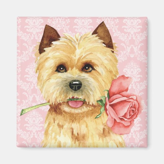 Valentijn Roos Cairn Terrier Magnet (Voorkant)