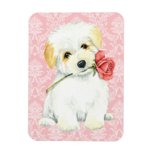 Valentijn Roos Coton de Tulear Magneet