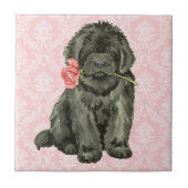 Valentijn Roos Newfoundland Tegeltje (Voorkant)