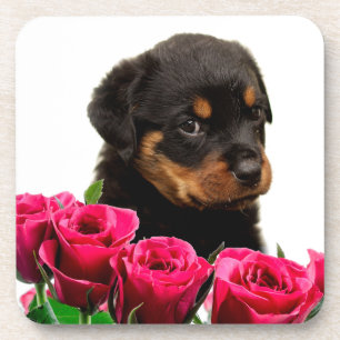 Valentijn Roos Rottweiler Puppy Bier Onderzetter